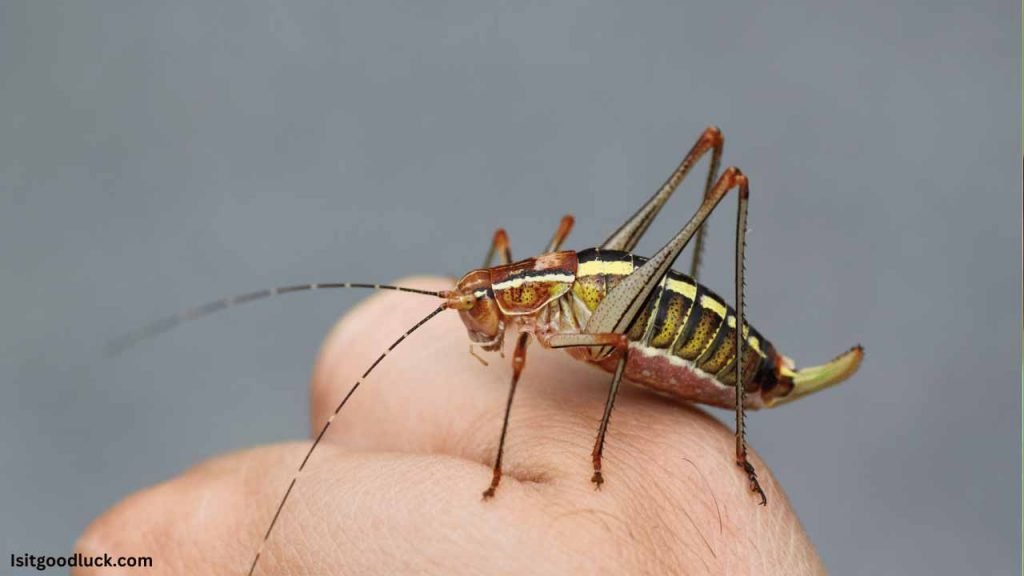 Is it Good Luck if a Cricket Lands on You