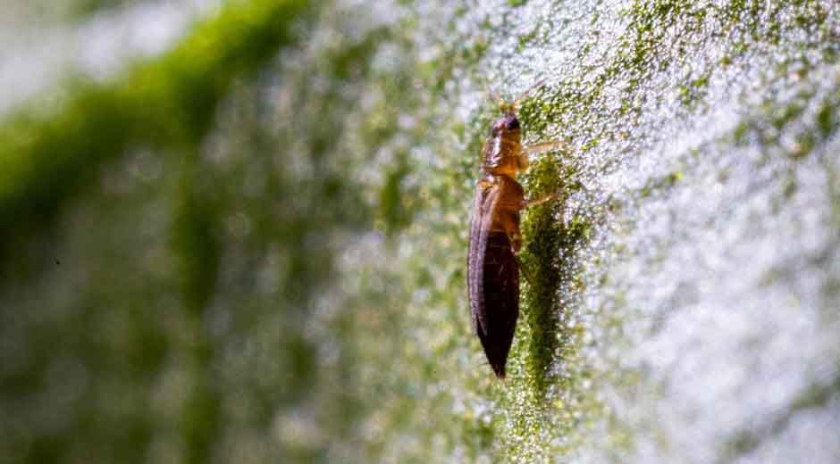 Monitoring Techniques for Thrips in Greenhouse Crops
