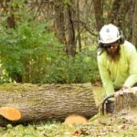 Tree Trimming for Healthier Landscapes in Nashville, TN