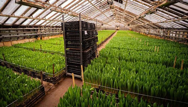 The Benefits of Controlled Environment Agriculture - Good Luck Info