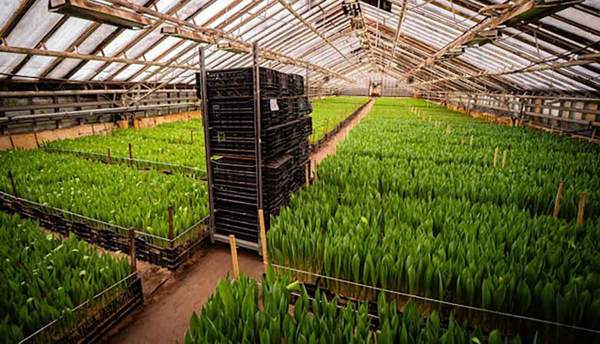 The-Benefits-of-Controlled-Environment-Agriculture