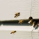 to-find-a-beekeeper-search-for-beekeepers-associat-1