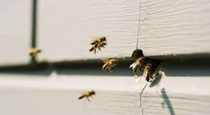 to-find-a-beekeeper-search-for-beekeepers-associat-1